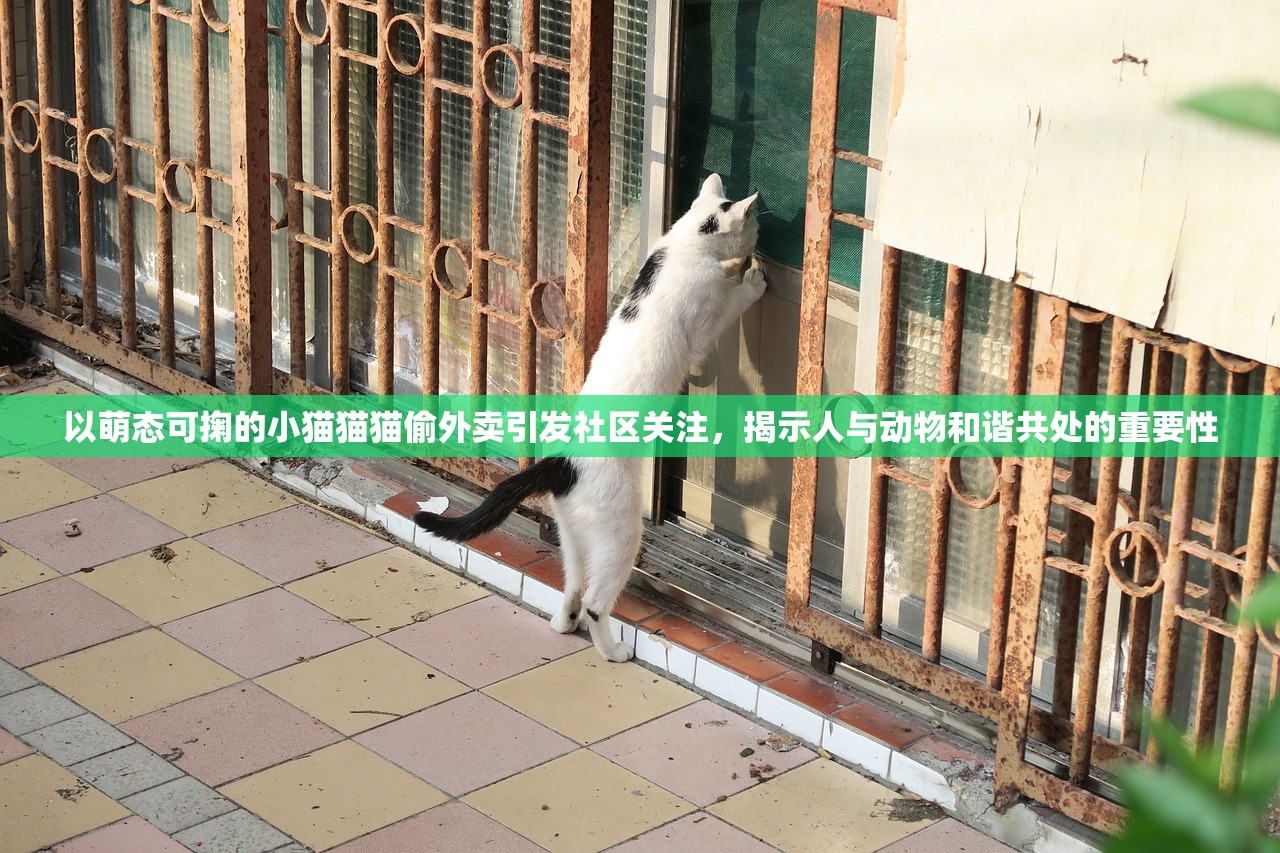 以萌态可掬的小猫猫猫偷外卖引发社区关注，揭示人与动物和谐共处的重要性