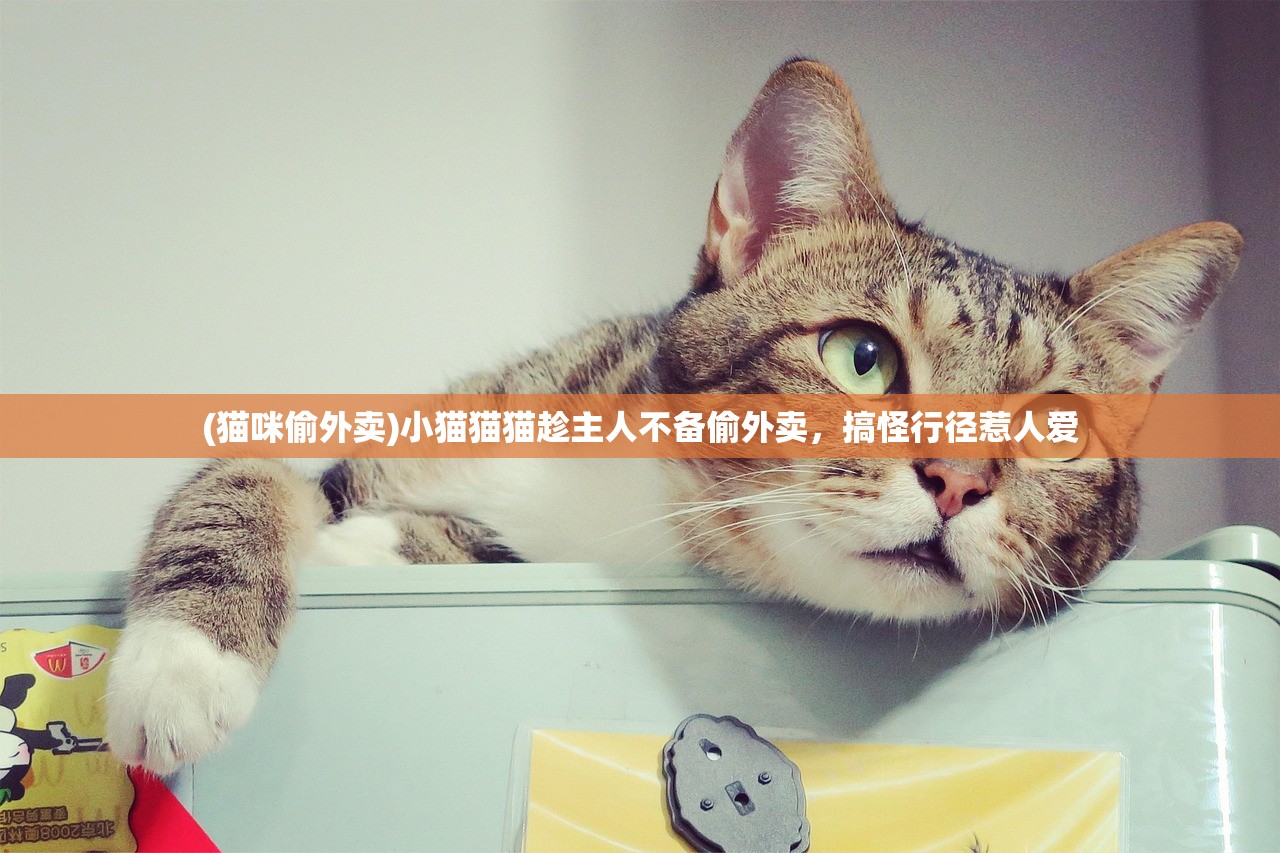 (猫咪偷外卖)小猫猫猫趁主人不备偷外卖，搞怪行径惹人爱