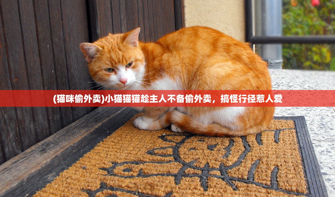 (猫咪偷外卖)小猫猫猫趁主人不备偷外卖，搞怪行径惹人爱