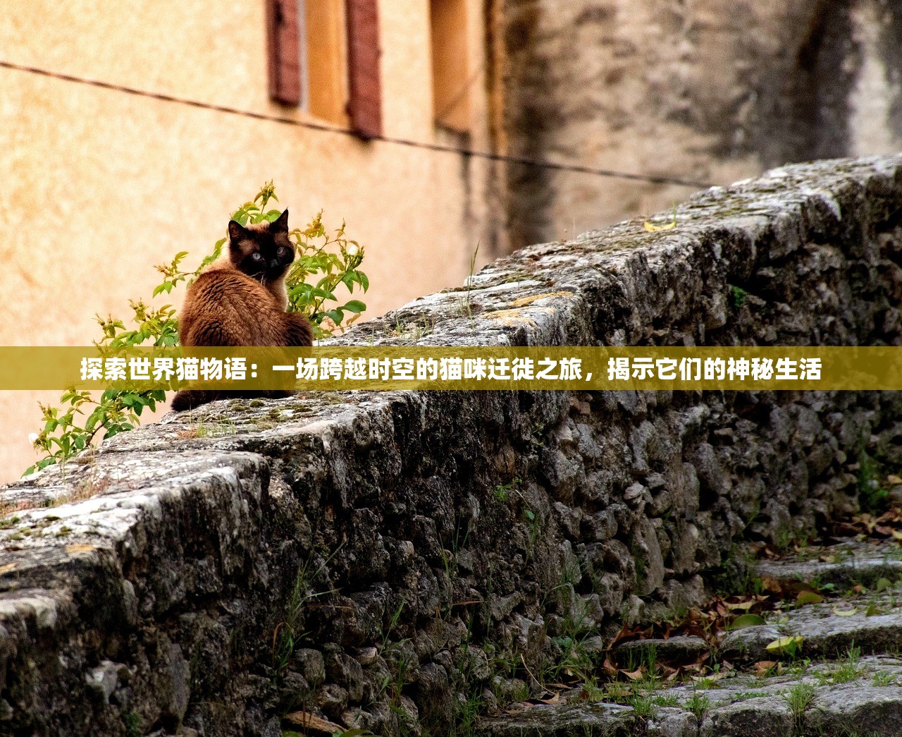 探索世界猫物语：一场跨越时空的猫咪迁徙之旅，揭示它们的神秘生活